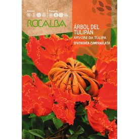 Afrikai tulipánfa vetőmag