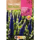 Macskafarkú veronika vetőmag, kék