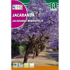 Mimózalevelű dzsakaranda vetőmag