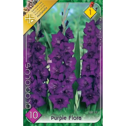 Purple Flora kardvirág virághagyma