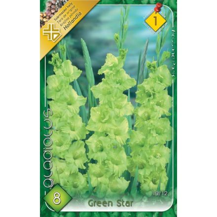 Green Star kardvirág virághagyma