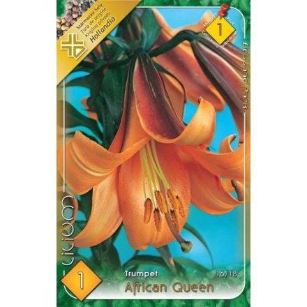 African Queen liliom virághagyma