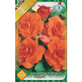 Copper begónia virághagyma, narancs