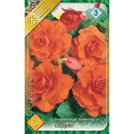 Copper begónia virághagyma, narancs
