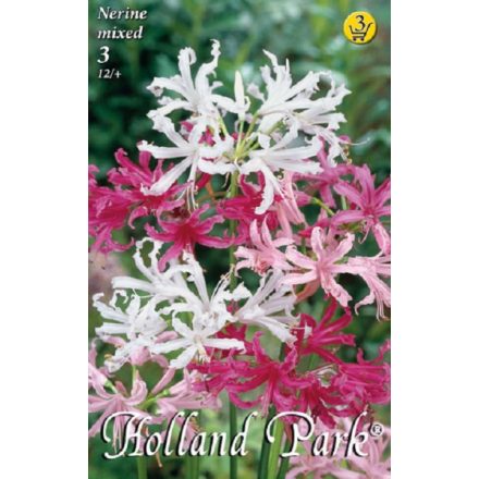 Nerine pirosliliom virághagyma, fehér-piros mix