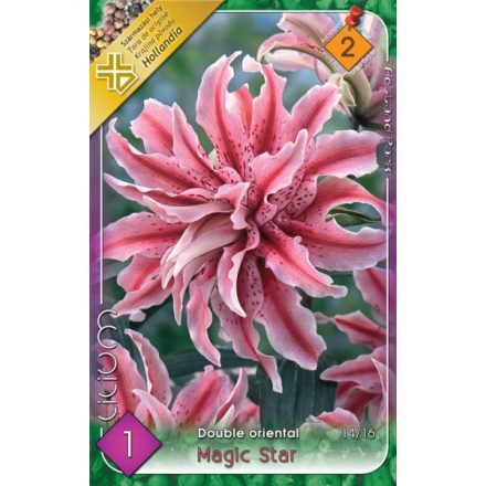 Magic Star liliom virághagyma, rózsaszín