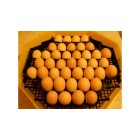 C2x5-FH emeletes keltető gép