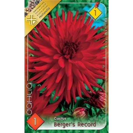 Berger's Record dália virághagyma 