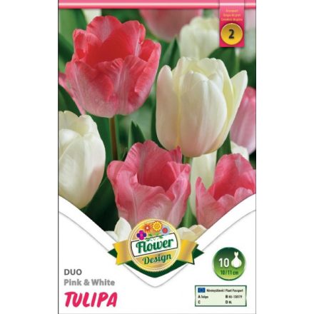 Duo tulipán virághagyma, rózsaszín-fehér 