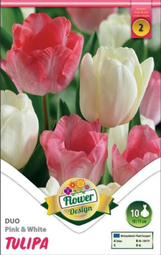 Duo tulipán virághagyma, rózsaszín-fehér 
