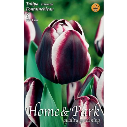 Fontainebleau tulipán virághagyma