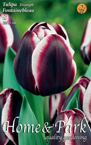 Fontainebleau tulipán virághagyma, bordó-fehér  