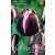 Fontainebleau tulipán virághagyma