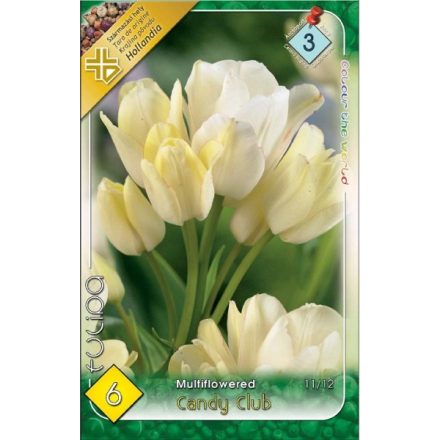 Candy Club Tulipán virághagyma, fehér-rózsaszín 
