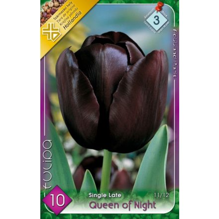 Queen Of Night tulipán virághagyma