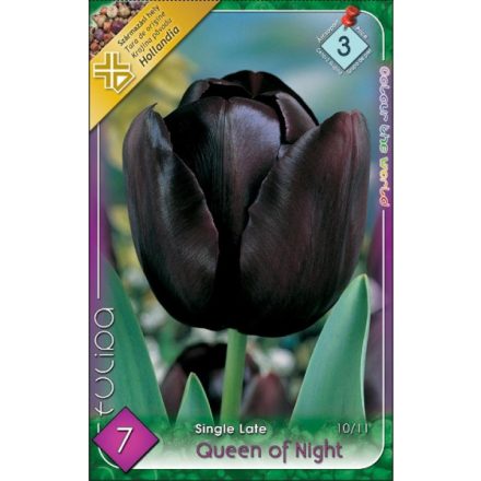 Queen Of Night tulipán virághagyma