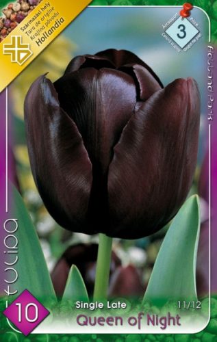 Queen Of Night tulipán virághagyma, bordó 