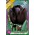 Queen Of Night tulipán virághagyma