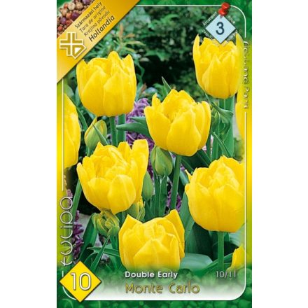 Monte Carlo tulipán virághagyma
