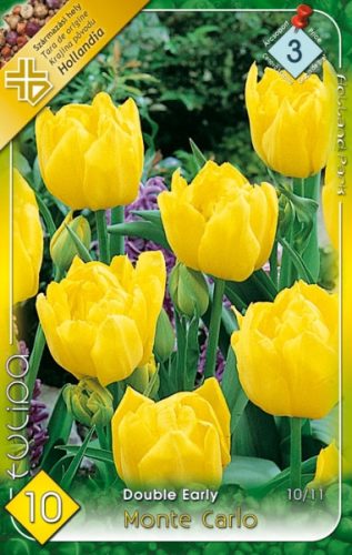 Monte Carlo tulipán virághagyma, sárga 
