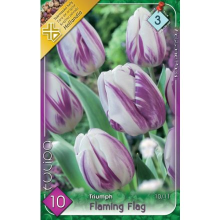 Flaming Flag tulipán virághagyma 