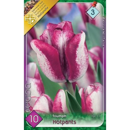 Hotpants tulipán virághagyma