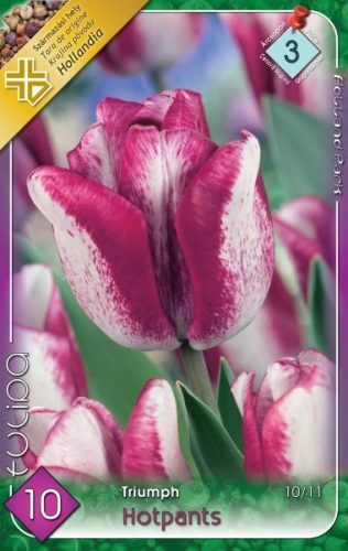 Hotpants tulipán virághagyma, rózsaszín-fehér