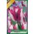 Hotpants tulipán virághagyma