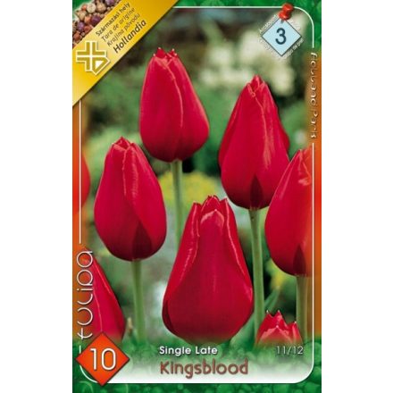 Kingsblood tulipán virághagyma