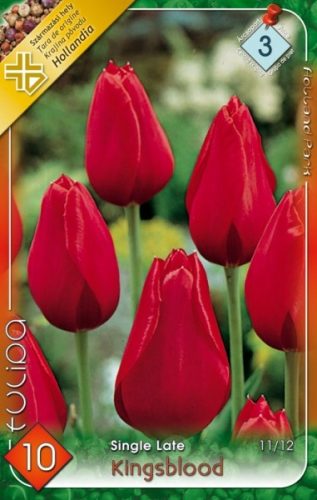 Kingsblood tulipán piros 