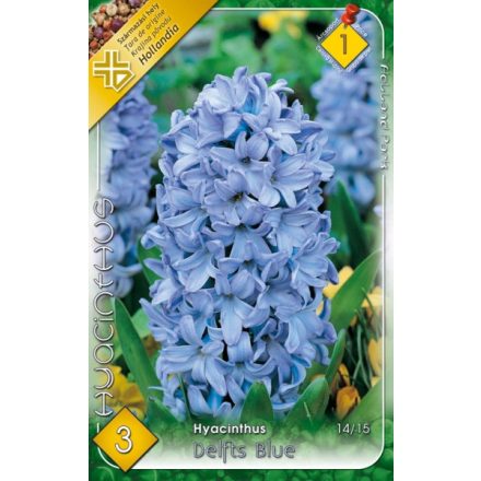 Delfts Blue jácint virághagyma, lila 