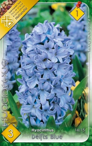 Delfts Blue jácint virághagyma, lila 