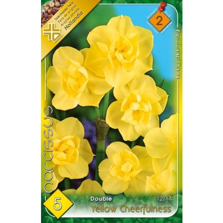 Yellow Cheerfulness nárcisz virághagyma
