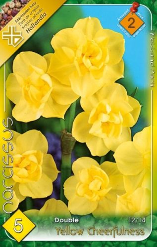 Yellow Cheerfulness nárcisz virághagyma