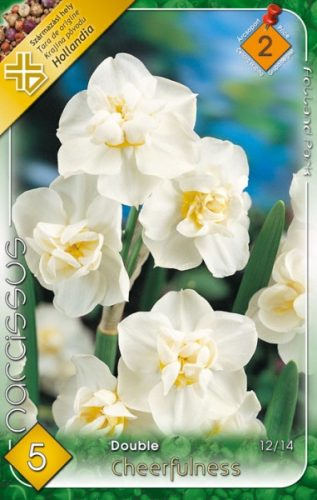 Cheerfulness nárcisz virághagyma, fehér 