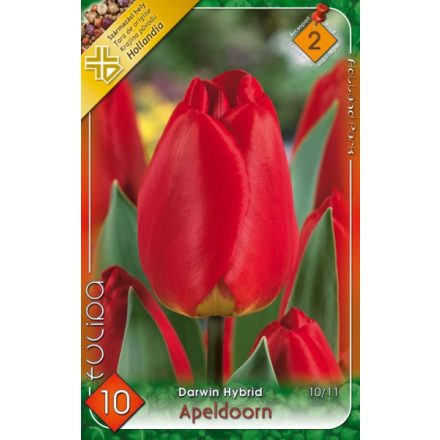 Apeldoorn tulipán virághagyma