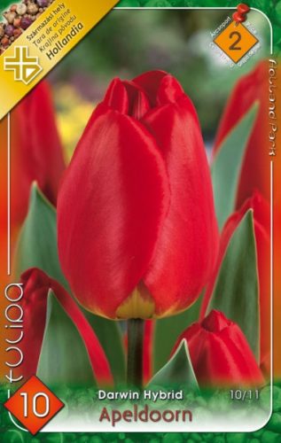 Apeldoorn tulipán virághagyma