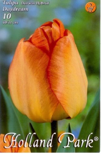 Daydream tulipán virághagyma