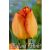 Daydream tulipán virághagyma