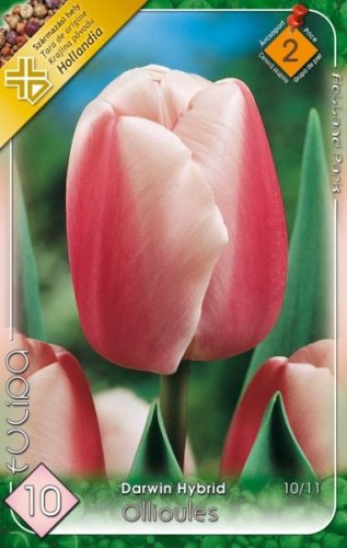 Ollioules tulipán virághagyma 