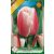Ollioules tulipán virághagyma 