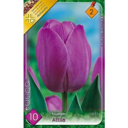 Attila tulipán virághagyma