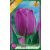 Attila tulipán virághagyma