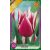 Claudia tulipán virághagyma 