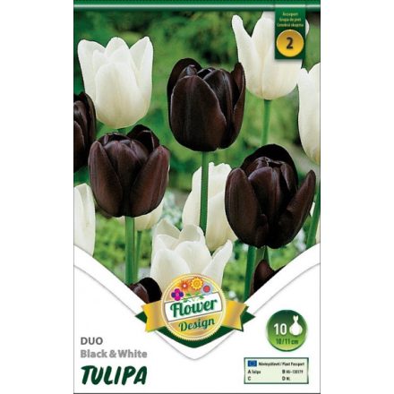 Duo tulipán virághagyma, fekete-fehér 