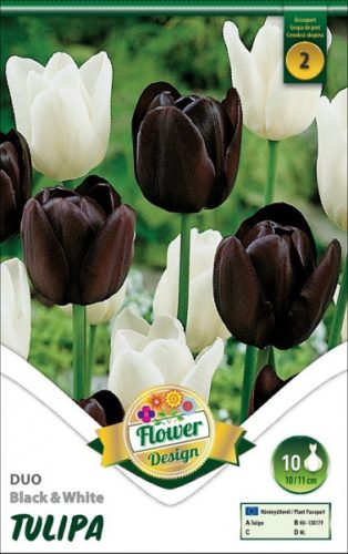Duo tulipán virághagyma, fekete-fehér 
