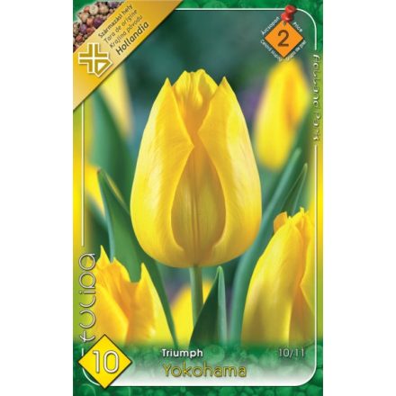 Yokohama tulipán virághagyma, sárga
