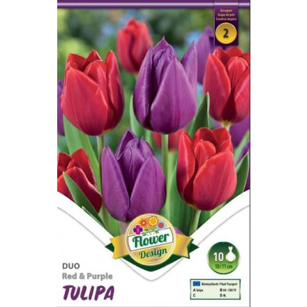Duo tulipán virághagyma, piros-lila 