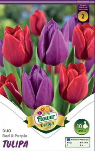 Duo tulipán virághagyma, piros-lila 
