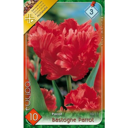 Bastogne Parrot tulipán virághagyma  